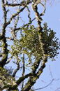 Phoradendron Flavescens